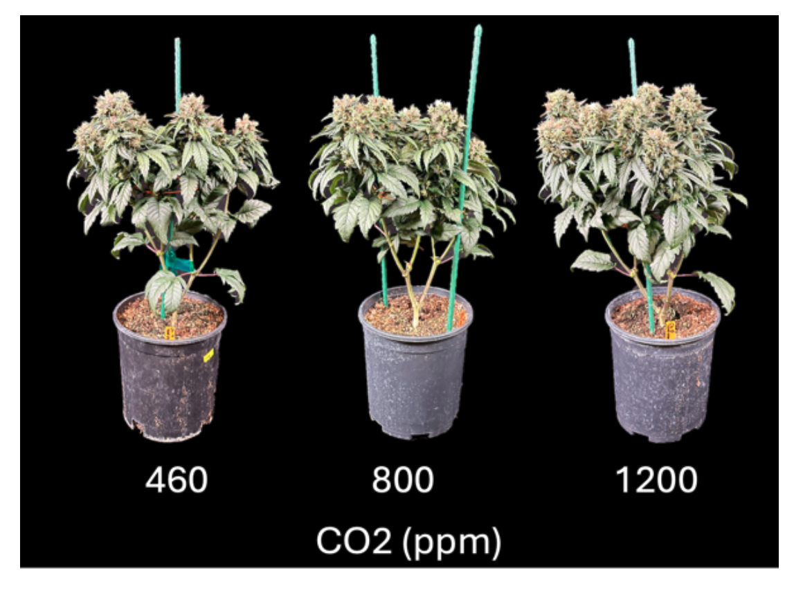 The Value of Carbon Dioxide Enrichment to Increase Yield - JumpLights®